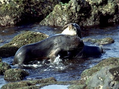 Arctocephalus tropicalis