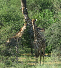 Giraffa camelopardalis
