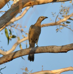 Chlamydera nuchalis