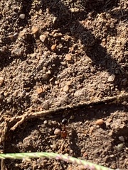 Pheidole crassicornis