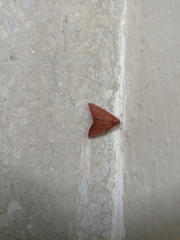 Anomis illita