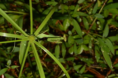 Oxyopsis