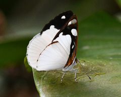 Dynamine coenus albidula