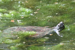 Mauremys reevesii