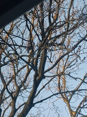 Columba palumbus palumbus