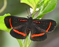 Amarynthis meneria