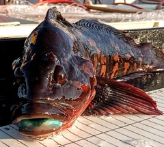 Hexagrammos lagocephalus