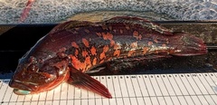 Hexagrammos lagocephalus