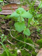 Veronica arvensis