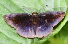 Anastrus neaeris