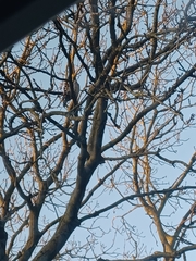 Columba palumbus palumbus