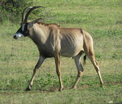 Hippotragus equinus equinus