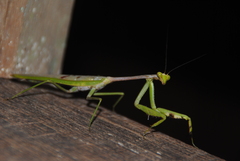Stagmatoptera supplicaria