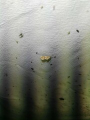 Cynaeda dentalis