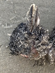 Ptychoramphus aleuticus