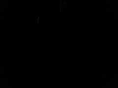 Noctiluca scintillans