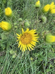 Berkheya setifera
