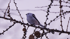 Aegithalos caudatus caudatus