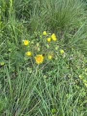 Berkheya setifera