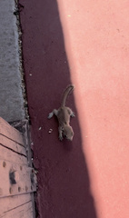 Xerospermophilus tereticaudus