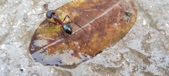 Camponotus barbaricus