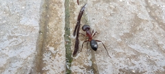 Camponotus barbaricus