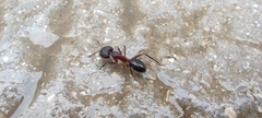 Camponotus barbaricus