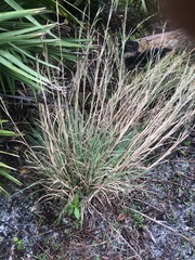 Panicum amarum