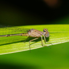 Pseudagrion cingillum