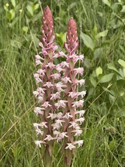 Satyrium longicauda