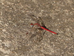 Crocothemis divisa