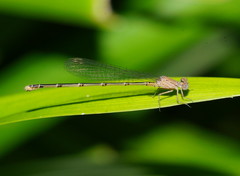 Pseudagrion cingillum