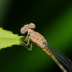 Pseudagrion cingillum