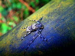 Anancylus malasiacus