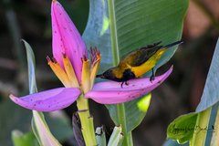 Cinnyris jugularis ornatus