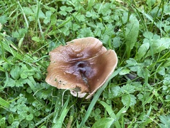 Russula amoenolens