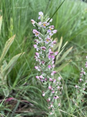 Brachycorythis pubescens