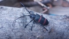 Ceroplesis orientalis