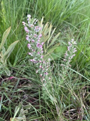 Brachycorythis pubescens