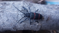 Ceroplesis orientalis