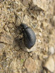 Galeruca