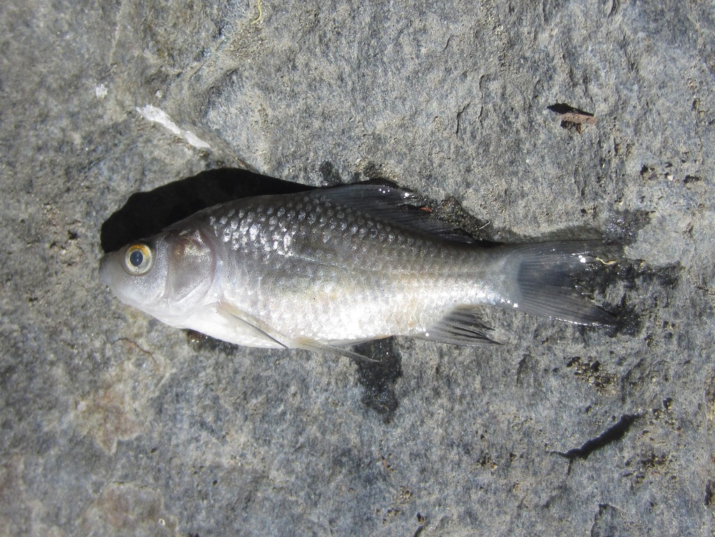 Goldfish from Lake County, CA, USA on June 28, 2022 at 12:08 PM by ...
