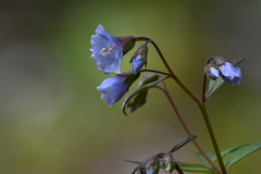 Polemonium reptans