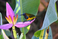 Cinnyris jugularis ornatus