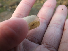 Notoplana