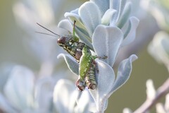 Phaulotettix compressus