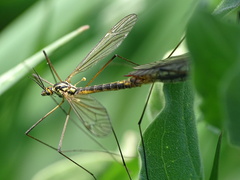 Nephrotoma appendiculata