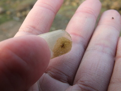 Notoplana