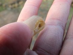 Notoplana