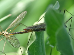 Nephrotoma appendiculata